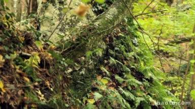 温带<strong>雨林</strong>的年轻蕨类和苔藓的细节